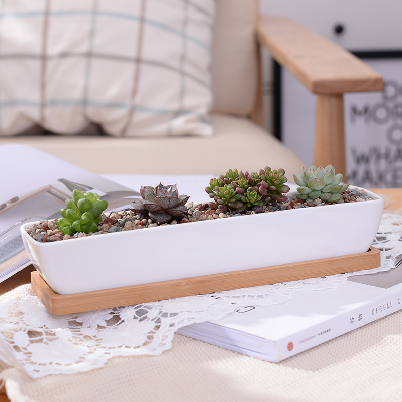 Mini Bonsai Zen Garden - Uzun Dikdörtgen Beyaz Seramik Etli Saksı