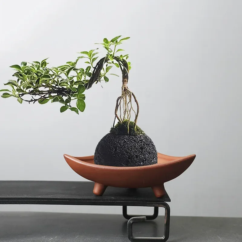 Mini Bonsai Zen Garden - Bambu kapalı mikro peyzaj bitkileri mor