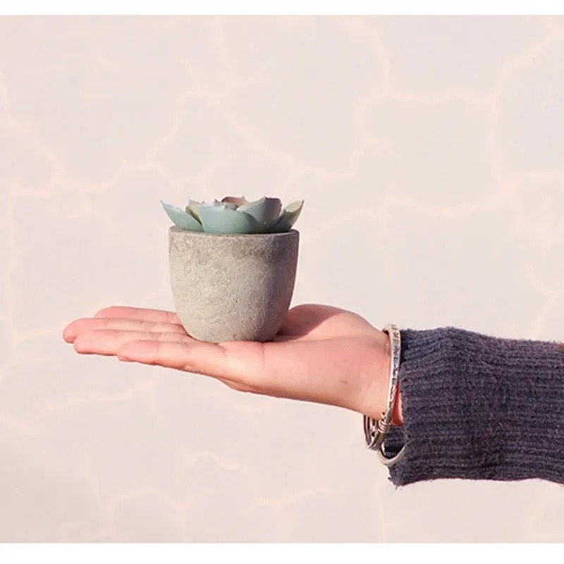 Mini Yapay Aloe Bitkileri Bons - Bonsai Garden Sushi incelemesi ve fiyatı