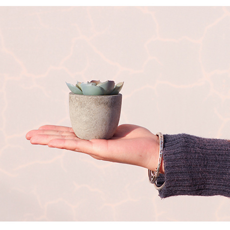 Mini Yapay Aloe Bitkiler Bonsa - Bonsai Garden Sushi incelemesi ve fiyatı