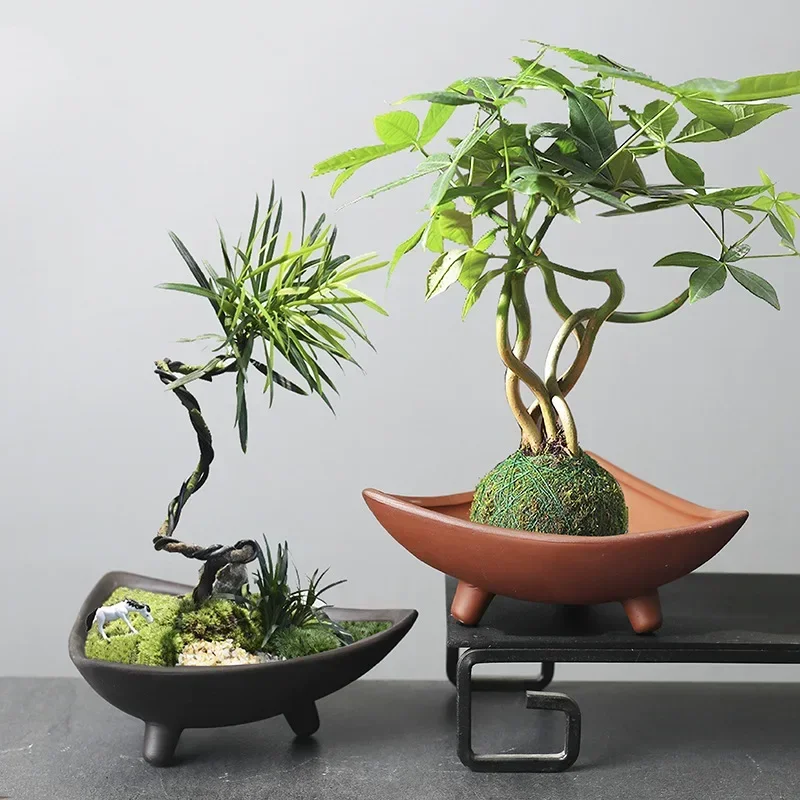 Bambu kapalı mikro peyzaj bitk - Mini Bonsai Zen Garden incelemesi ve fiyatı