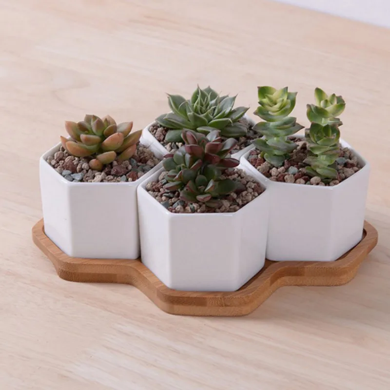 4/7/9/10 Altıgen Saksı Seti Be - Mini Bonsai Zen Garden incelemesi ve fiyatı