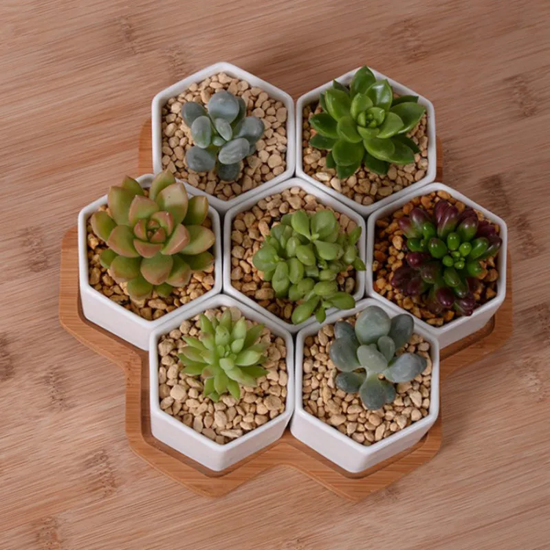 4/7/9/10 Altıgen Saksı Seti Be - Mini Bonsai Zen Garden incelemesi ve fiyatı