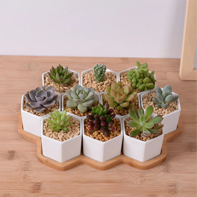 4/7/9/10 Altıgen Saksı Seti Be - Mini Bonsai Zen Garden incelemesi ve fiyatı